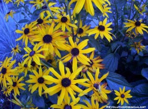 daisy-copy