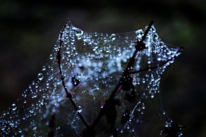 dew