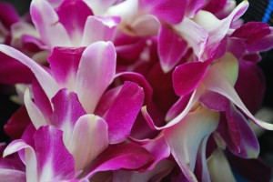 hawaii-162