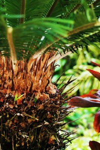 hawaii-255