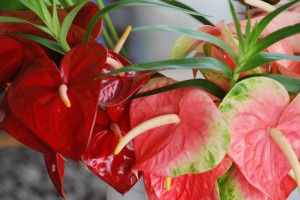 hawaii-327