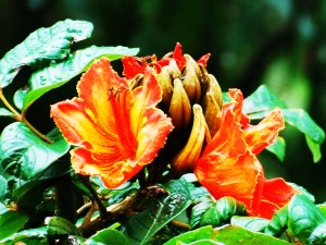 hawaii2-056