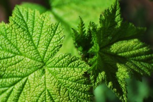 leaf1