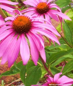 pink-copy