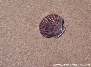 shell-copy