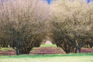 trees