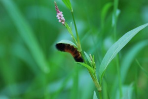 catapillar1