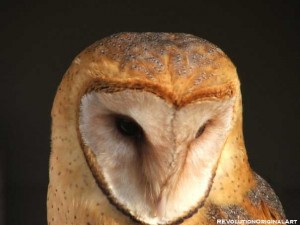 owl-copy